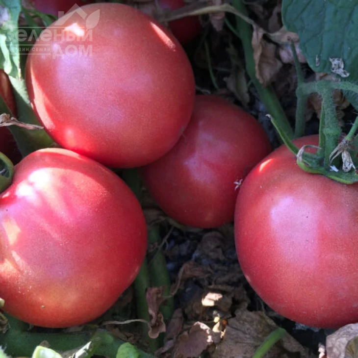 Пинк Сейф F1 / Pink Seyf F1, 95 дней фото 2