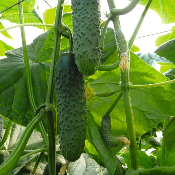 Артіст F1 / Artist F1,40-45 днів фото 2