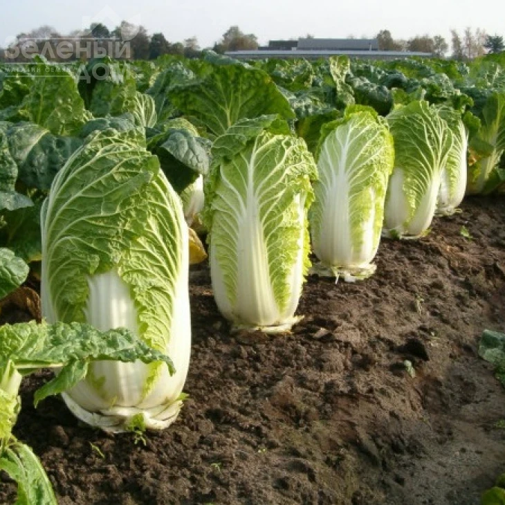 Рапид F1 / Rapid F1 фото 1