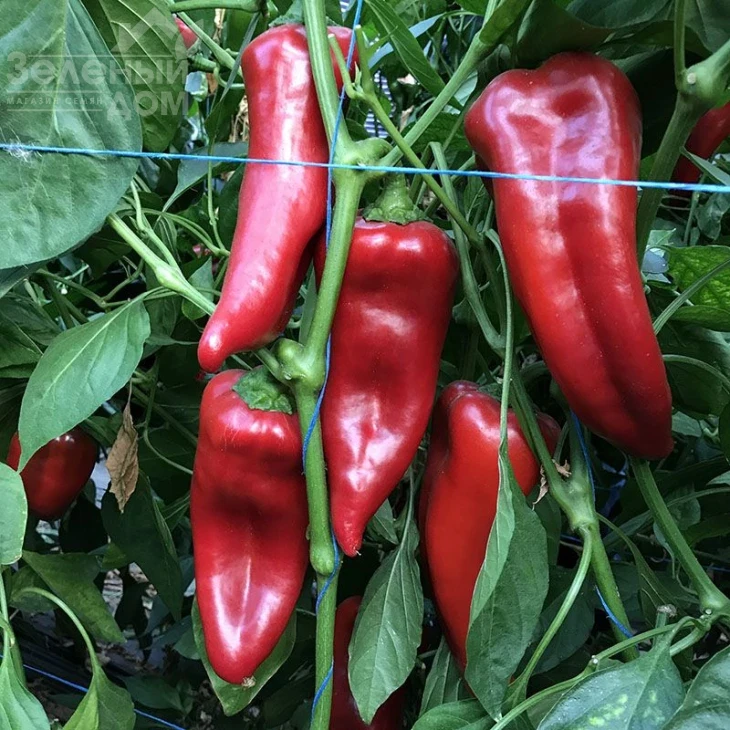 Корнелия F1 / Korneliya F1 фото 1