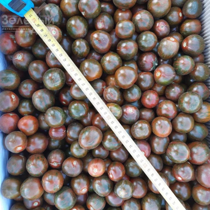 Арика F1 / Arika F1, 65-70 дней фото 1