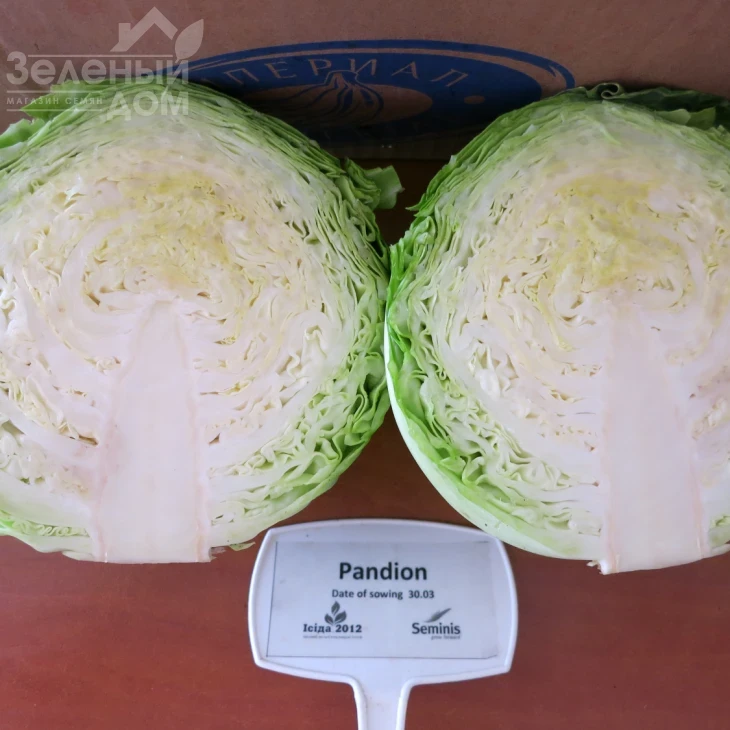 Пандион F1 / Pandion F1,48-53 дня фото 7