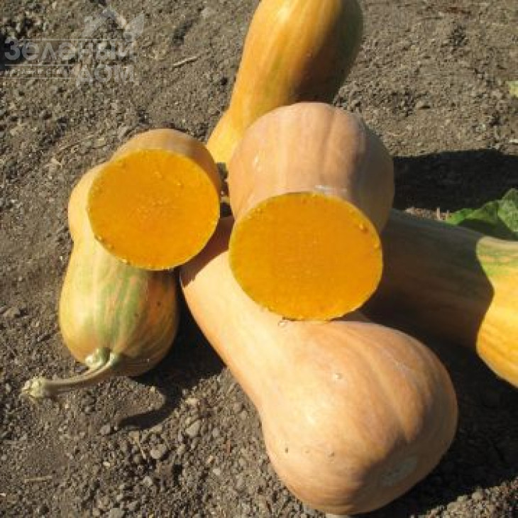 Ліззард F1 / Lizzard F1 фото 1