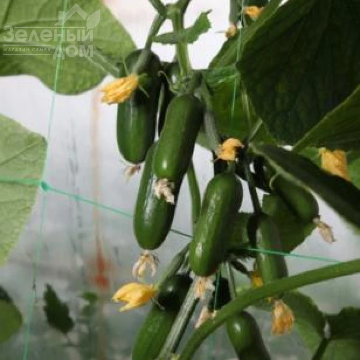 КС 1599 F1 / KS 1599 F1 фото 1