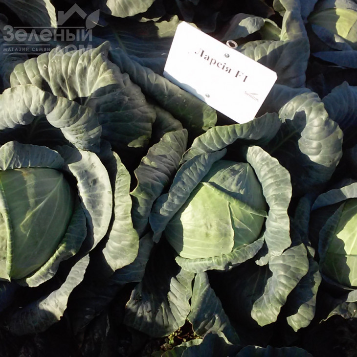 Ларсія F1 / Larsia F1 фото 4