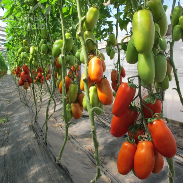 Поззано F1 / Pozzano F1,105-115 днів фото 2