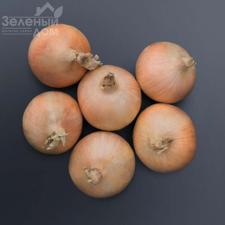 Хайсінгер F1 / Hysinger F1,120-125 днів фото 2