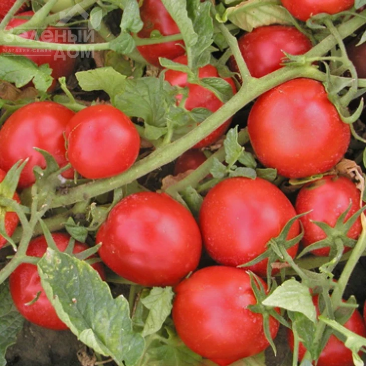 Тереза F1 / Tereza F1,70-80 дней фото 1