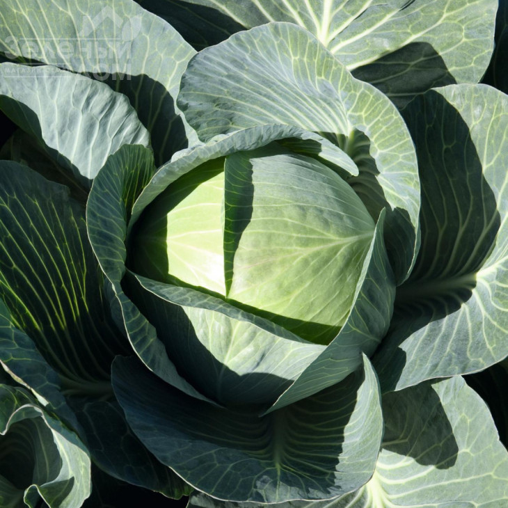 Експект F1 / Expect F1 фото 1