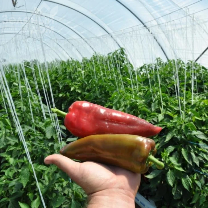 Супер Кап F1 / Super Cаp F1, 60-65 дней фото 4