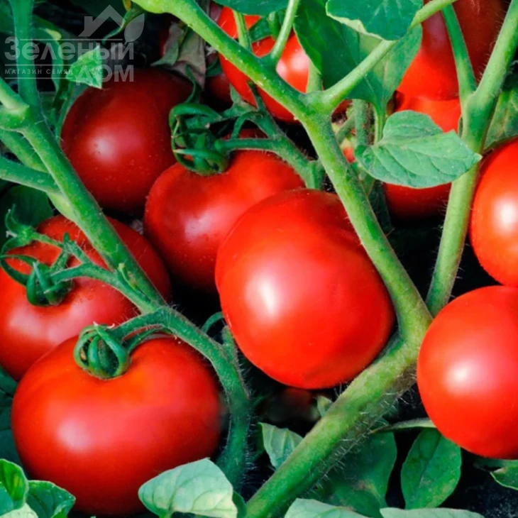 Ольга F1 / Olga F1,75-78 дней фото 1