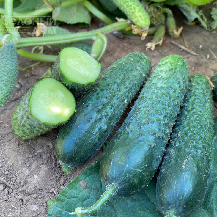 Рубінштейн F1 / Rubinstein F1 фото 4