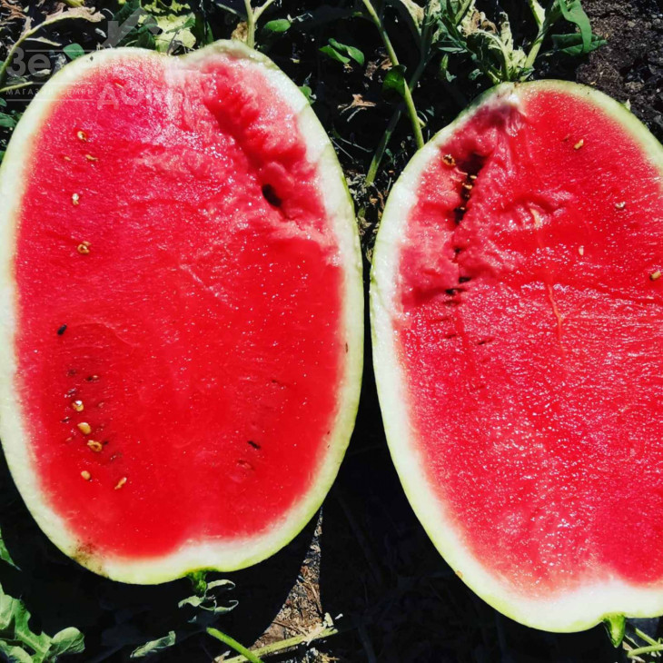 Монро F1 (INX 1723) / Monro F1 (INX 1723),60-62 дні фото 2