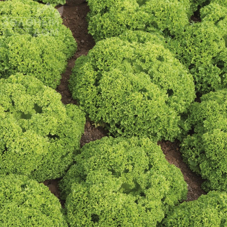 Біондонна / Biondonna,45-50 днів фото 1