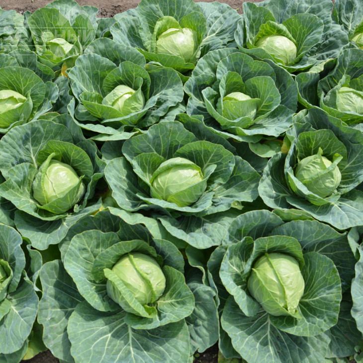 Пандіон F1 / Pandion F1,48-53 дні фото 5