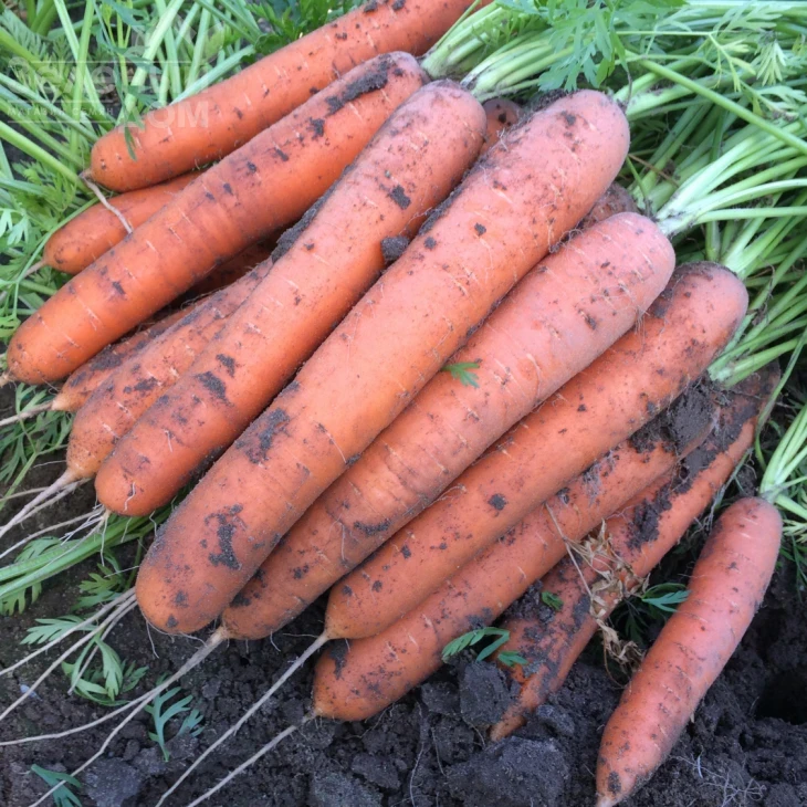 Альянс F1 / Alliance F1 фото 3