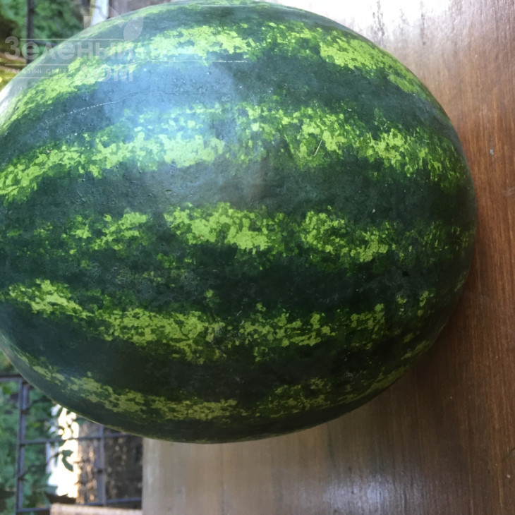 Бонта F1 / Bonta F1, 60-65 днів фото 6