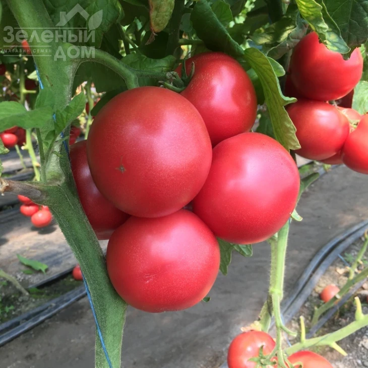 Перугино F1 / Perugino F1 фото 2