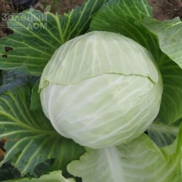 Алабама F1 / Alabama F1,90-100 дней фото 1