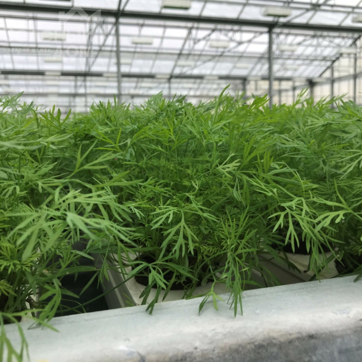 Тедді / Teddy фото 3