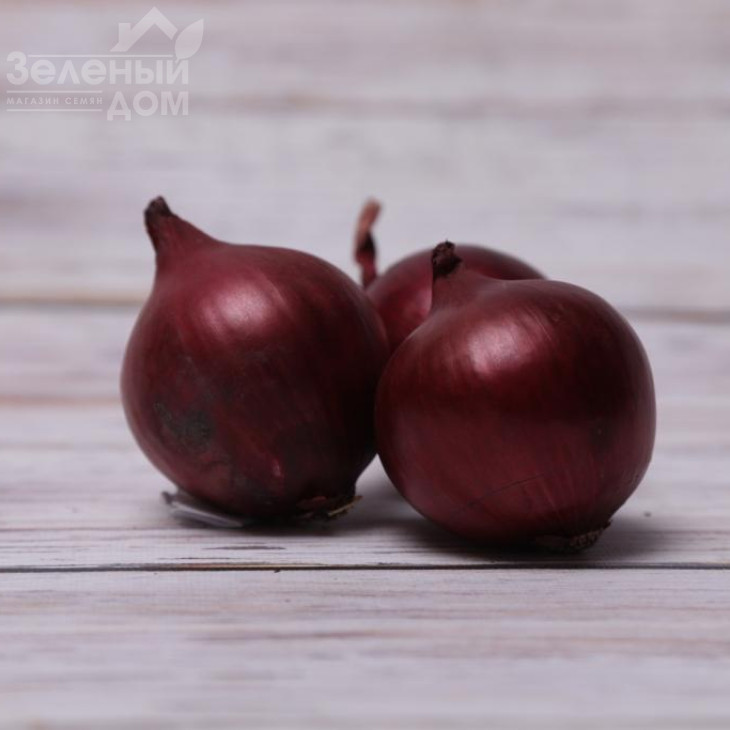 Тімур F1 (LS 5612) / Timur F1 (LS 5612) фото 2