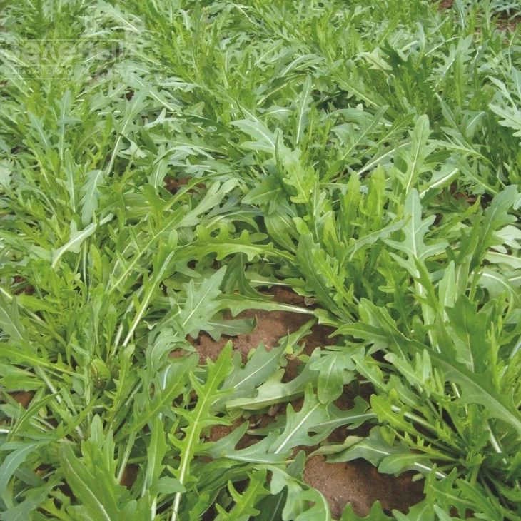 Триция / Tritsiya,30-40 дней фото 1