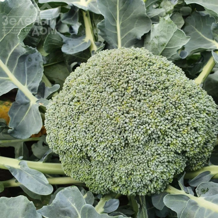 Ахилес F1 / Akhiles F1,55-65 дней фото 1