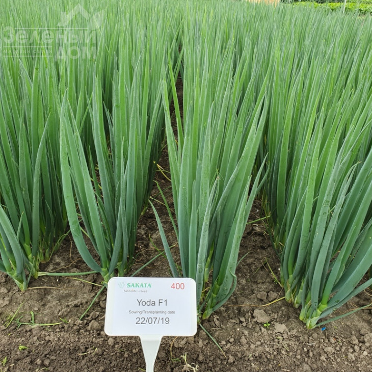 Йода F1 / Yoda F1 фото 3