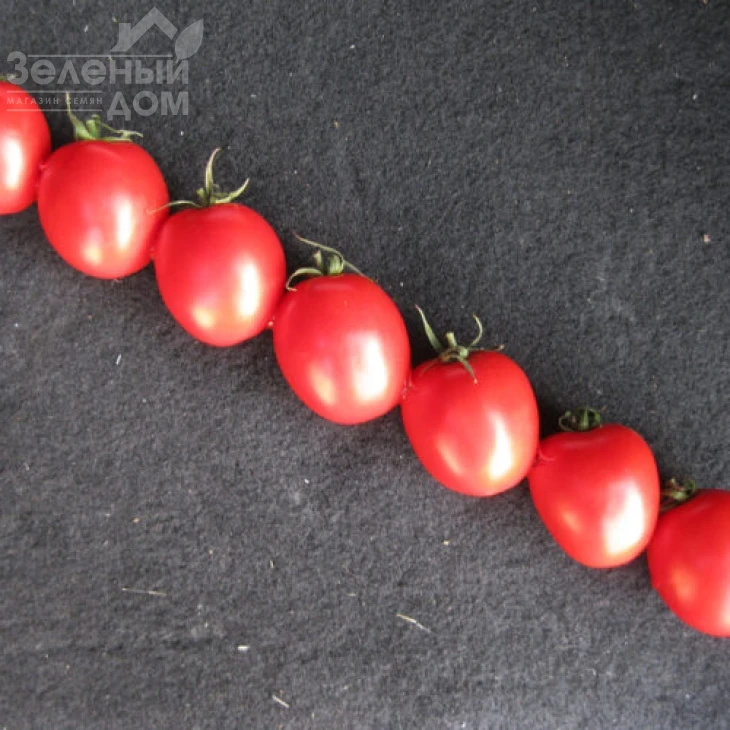 Шкипер F1 / Shkiper F1,95 дней фото 3