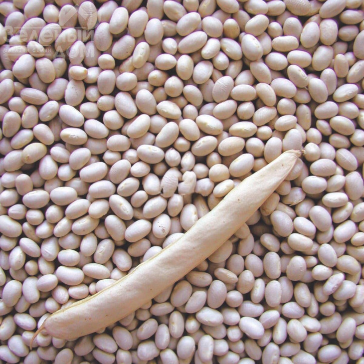 Петроніла / Petronila, 60-70 днів фото 1