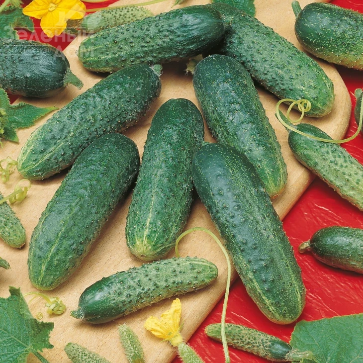 Астерикс F1 / Asterix F1,45-48 дней фото 1