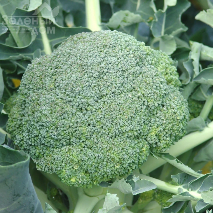 Аполена F1 / Apolena F1,75-85 дней фото 1