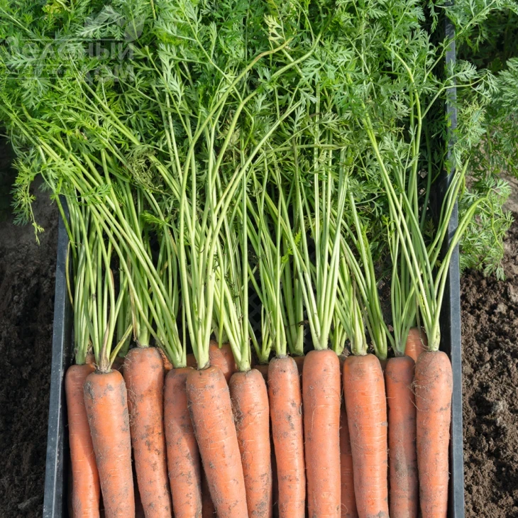 Бермуда F1 / Bermuda F1,104 дня фото 1