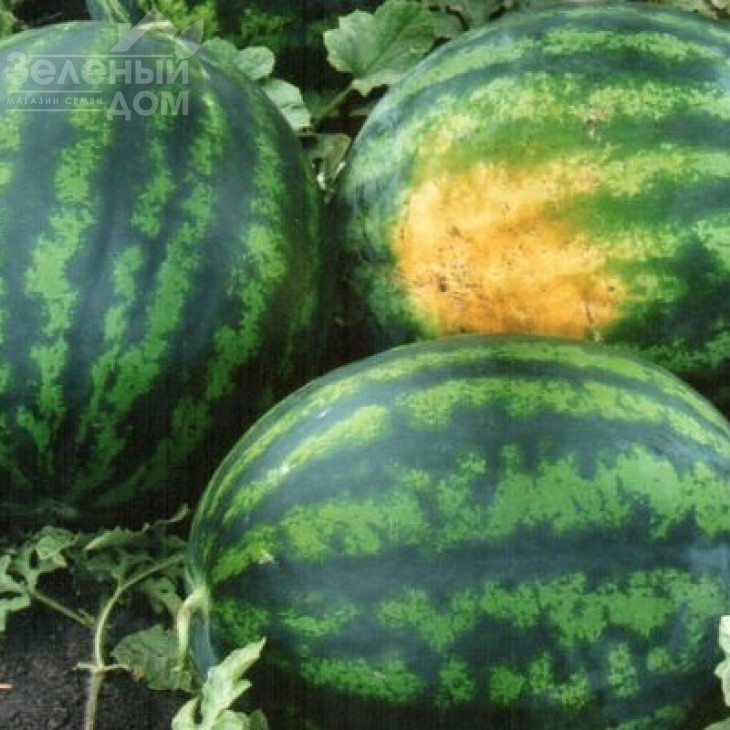 Астрахан F1 / Astrahan F1,64-68 днів фото 3