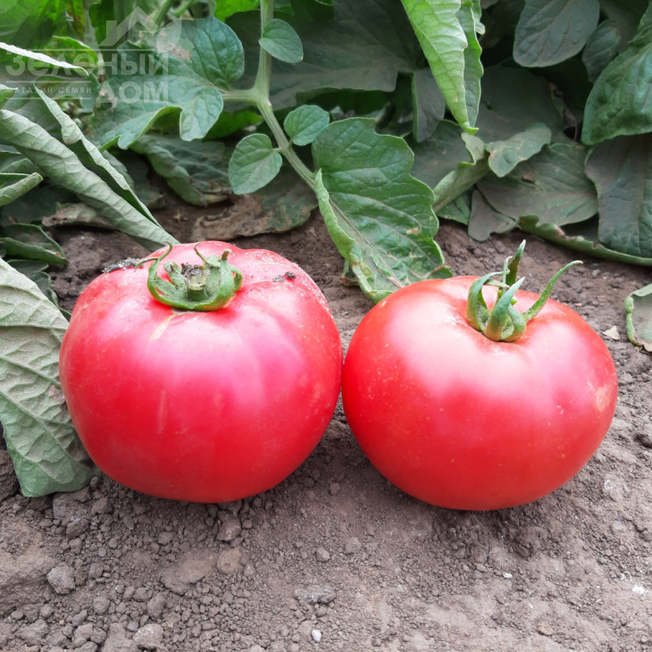 Альма (ЕЗ 2104) F1 / Alma (EZ 2104) F1, 62-65 днів фото 4