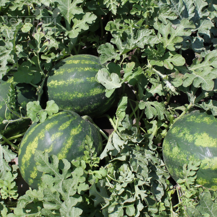 Бархан F1 / Barkhan F1 фото 2