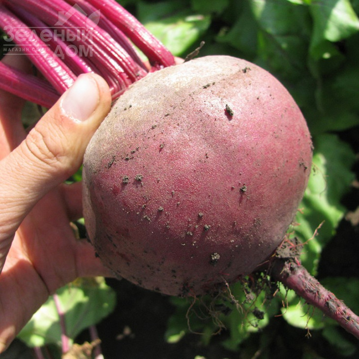 Детройт / Detroit,90-100 днів фото 2