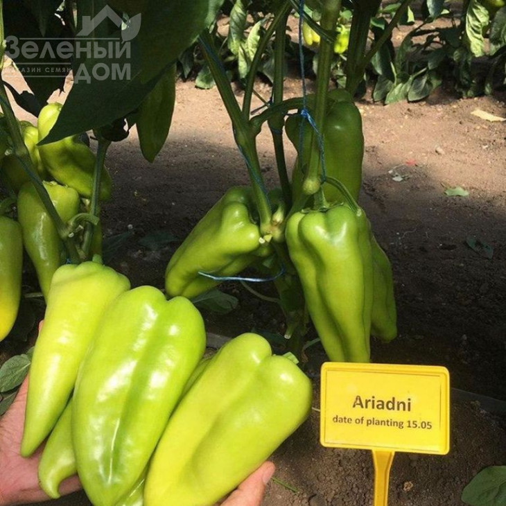 Аріадні F1 / Ariadni F1,65-70 днів фото 5