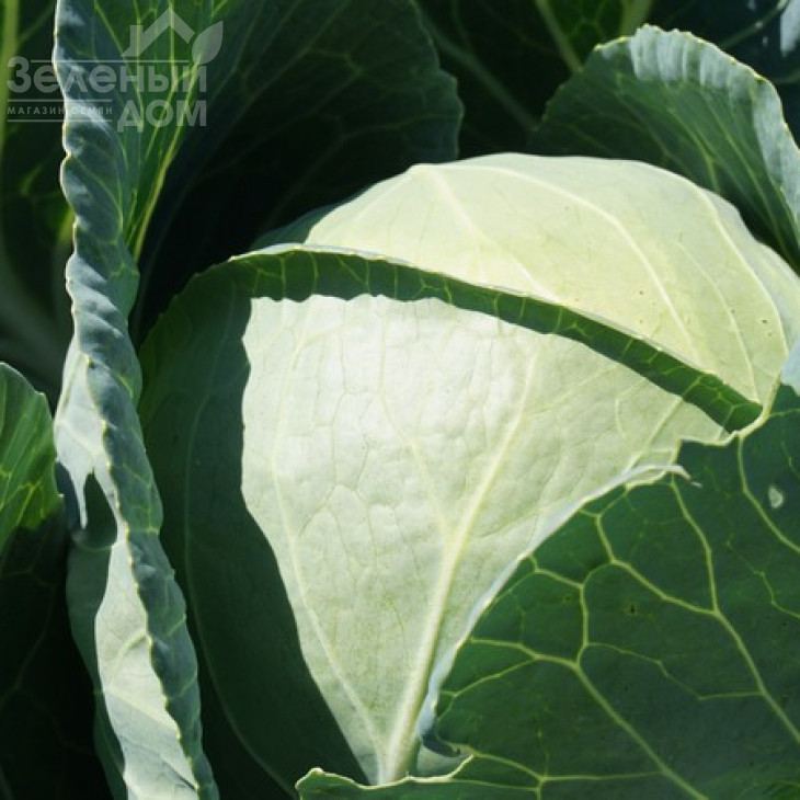 Сір F1 / Sir F1,60 днів фото 3