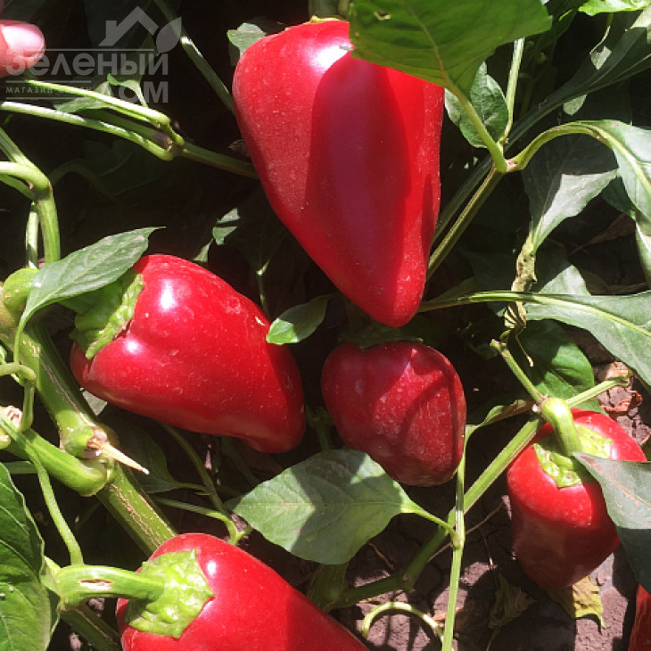 Кантатта F1 / Kantatta F1 фото 2