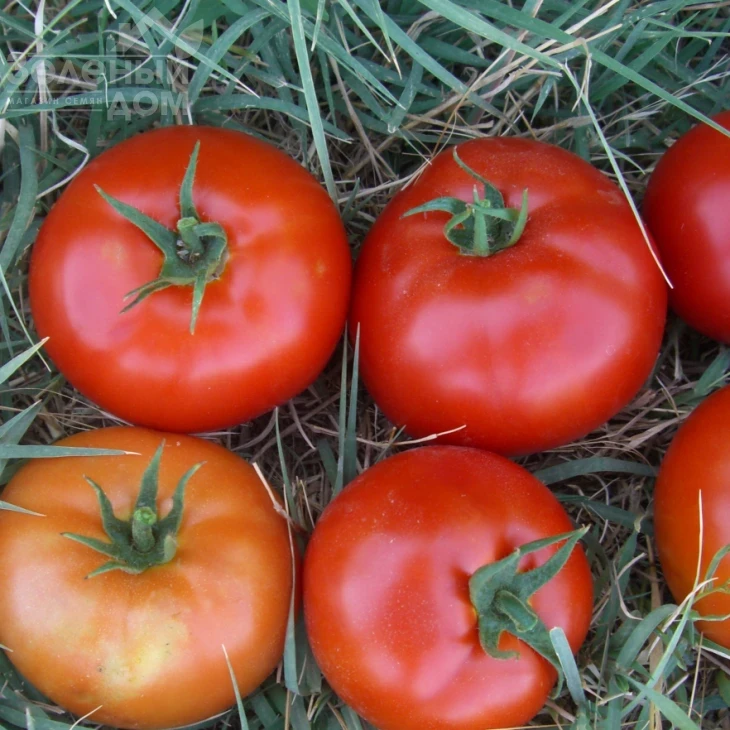 Саргас F1 / Sargas F1 фото 1