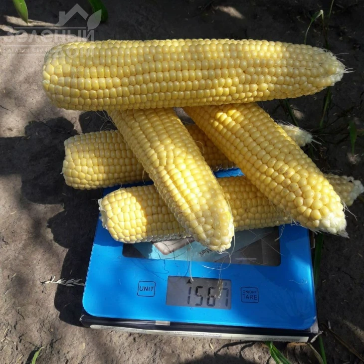 Джиа F1 / Dzhia F1, 75-77 дней фото 7