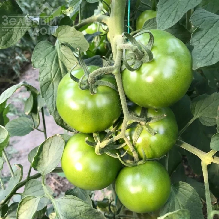 Силиври F1 / Silivri F1, 65-70 дней фото 2