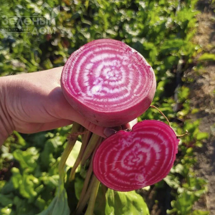 Чиогиа Гардсмарк / Chiogia Gardsmark, 100-110 дней фото 3