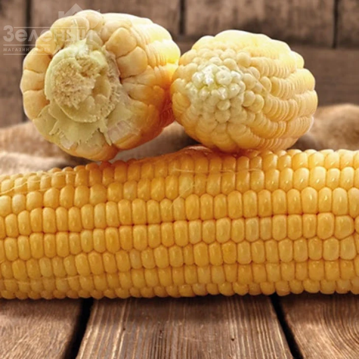 Димакс F1 (Танем) / Dimax F1(Tanem),80-85 дней фото 1