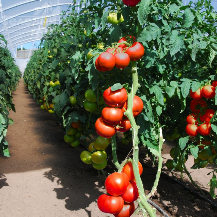 Уманья F1 / Umagna F1 фото 1