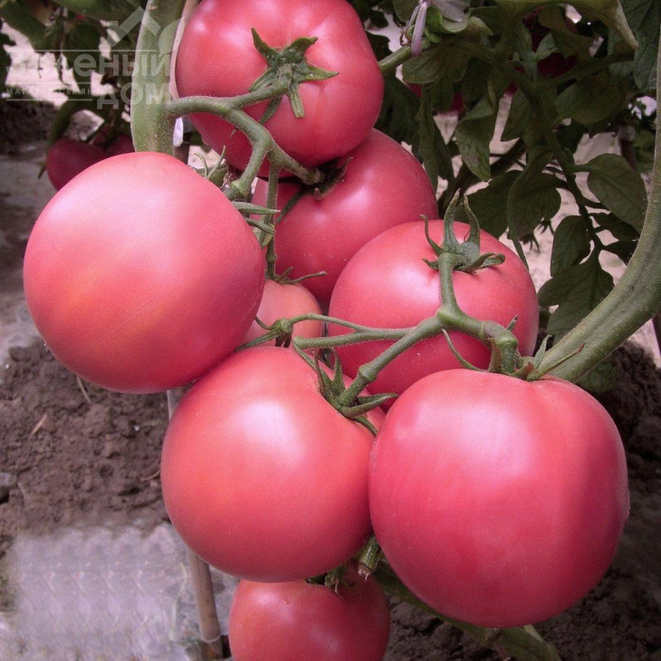 Глоріанс F1 / Glorians F1 фото 1