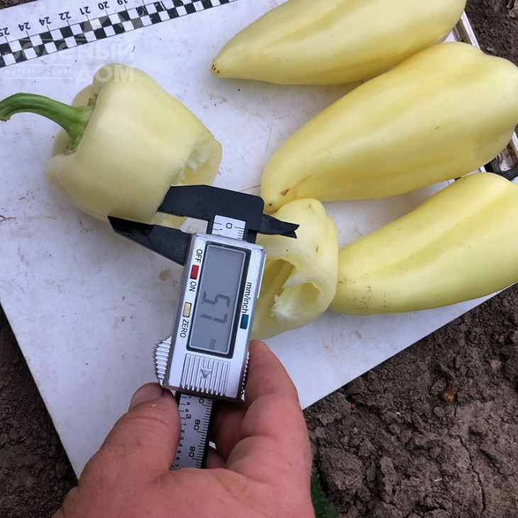 Бора F1 / Bora F1,50 днів фото 2