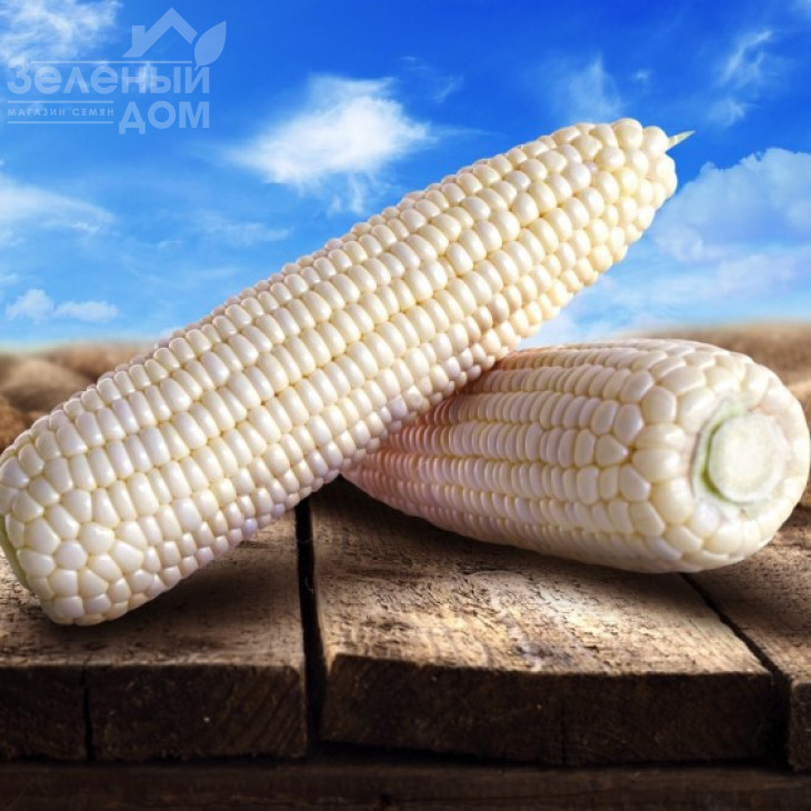 Моуссе F1 / Mousse F1, 71-75 днів фото 1