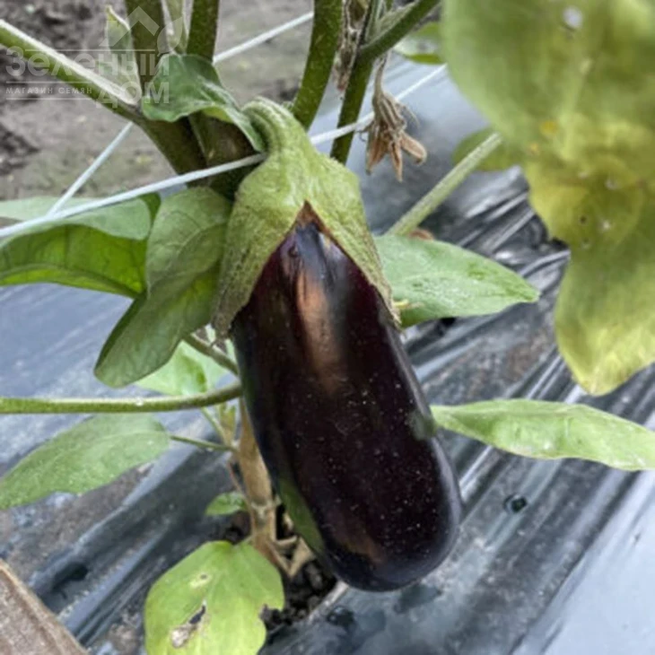 Мила F1 / Mila F1, 60 дней фото 2